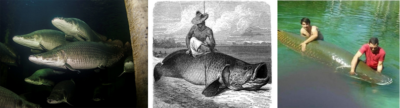 Aquaculture potential and challenges for arapaima, the Amazon giant ...