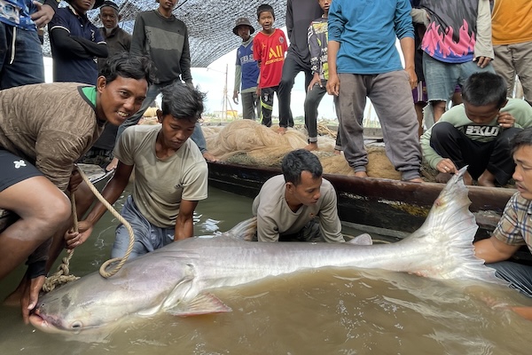 Article image for UN report warns declining migratory freshwater fish a threat to global inland fisheries