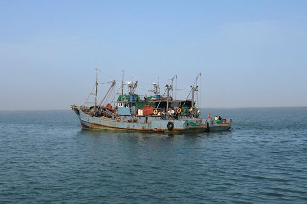 Article image for Report spotlights emerging technologies to improve animal welfare in capture fisheries