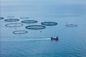 New Atlantic Canada studio seeks to scale aquaculture technology companies
