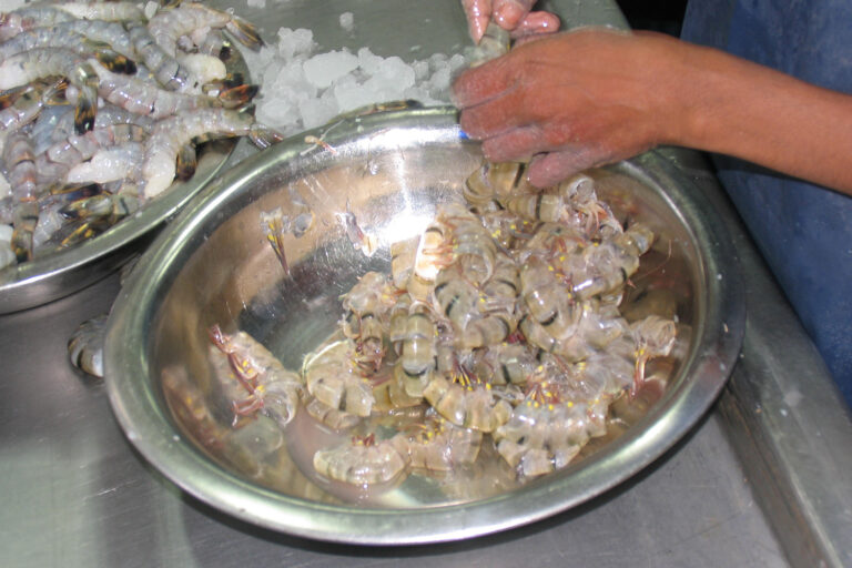 Article image for ¿Se desecha la parte más valiosa del camarón? Cómo los subproductos de mariscos generan nuevas fuentes de ingresos.