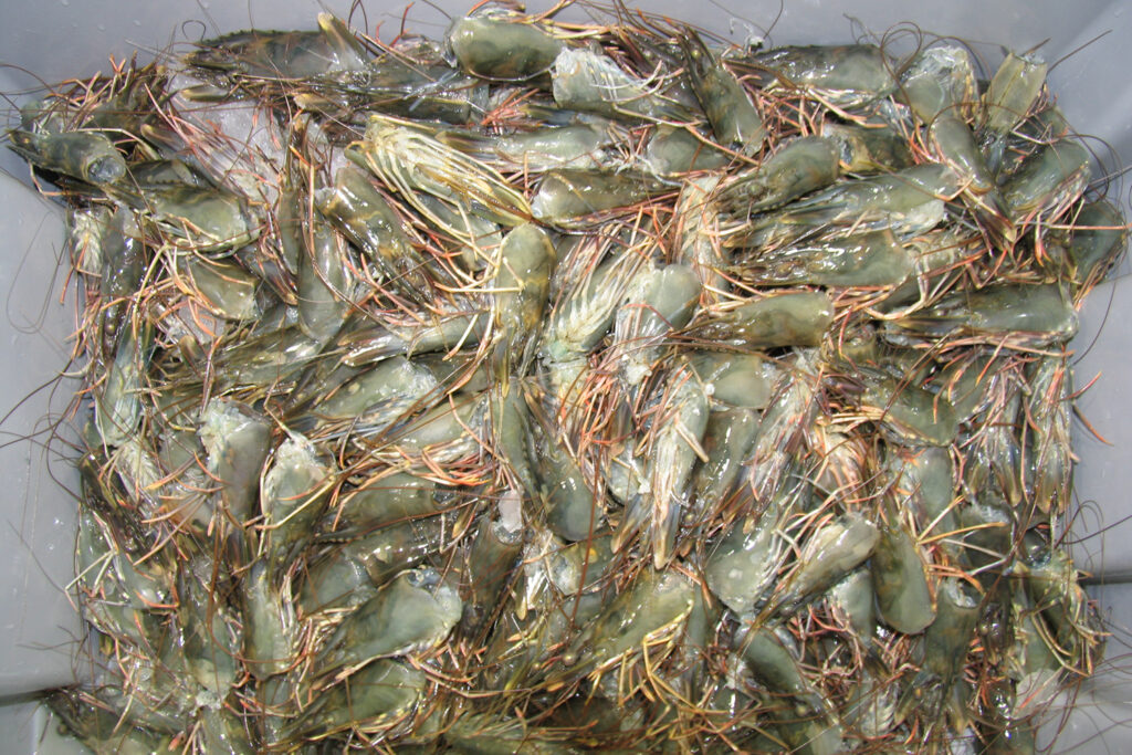 Article image for Is the most valuable part of shrimp typically thrown away? How seafood byproducts offer new revenue streams