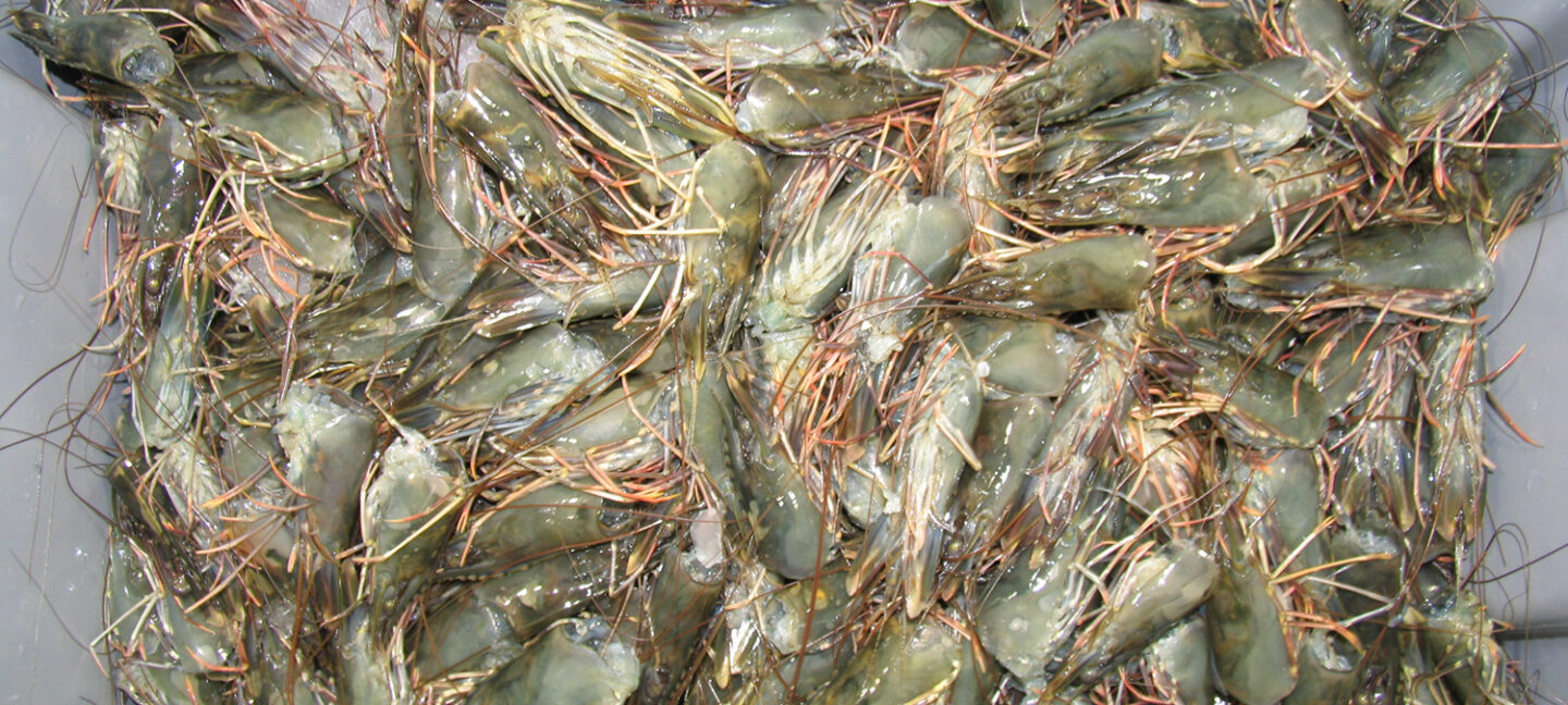 subproductos de mariscos
