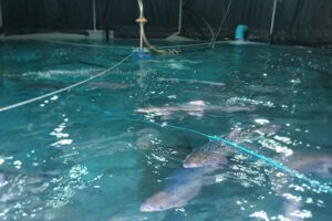 Project uses AI-powered cameras to improve fish growth tracking and feeding strategies