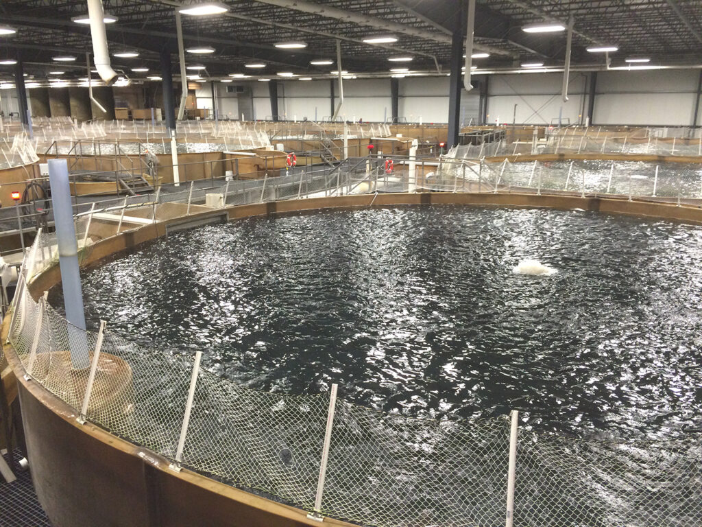 Article image for Catch & Culture Review: Precision aquaculture can shape greater advancements in aquaculture