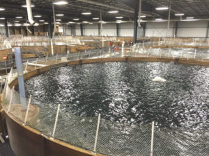 Catch & Culture Review: Precision aquaculture can shape greater advancements in aquaculture