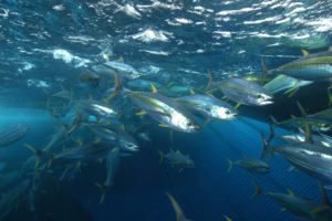 Catch & Culture Review: Ocean shifts are shaping yellowfin tuna productivity in the Pacific