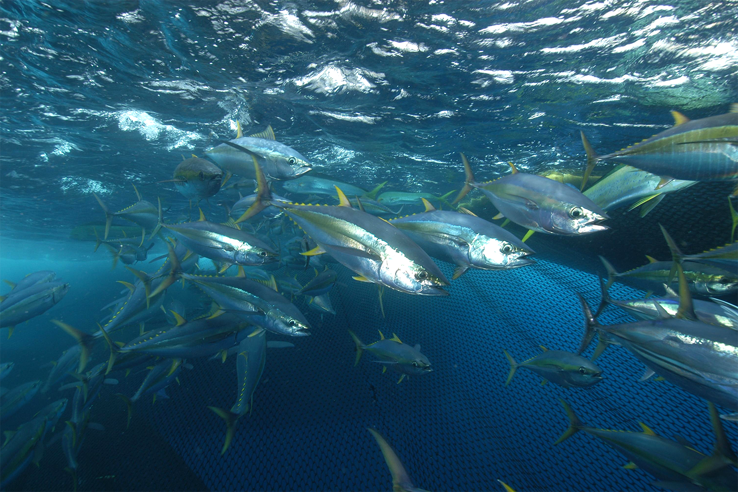 yellowfin tuna