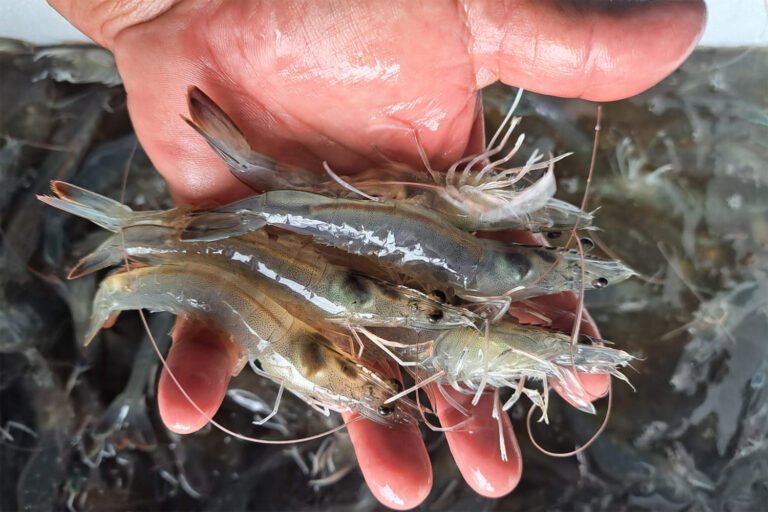 Article image for Listening to the pond bottom: How bioacoustics can transform shrimp feeding management