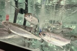 Researchers use environmental RNA to detect fish stress and disease in aquaculture
