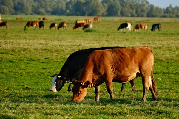 Article image for Seaweed compound cuts methane emissions in grazing cattle, study finds
