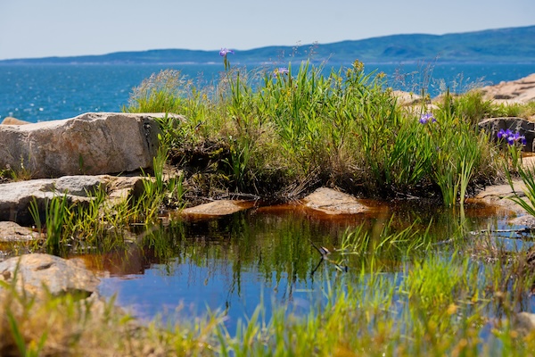 Article image for Ocean warming is pushing Gulf of Maine species deeper and farther north, decades of data show