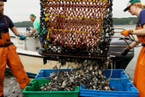 Can removing carbon from seawater cut ocean acidification risk for shellfish farms?