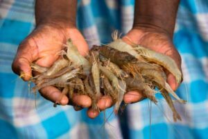 With Aldi Süd pledge, all 11 major UK supermarkets have set shrimp welfare targets
