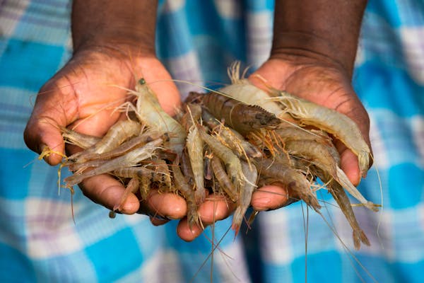 shrimp welfare