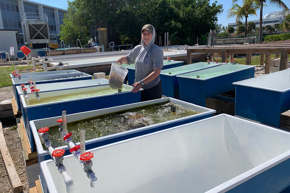 integrated multi-trophic aquaculture