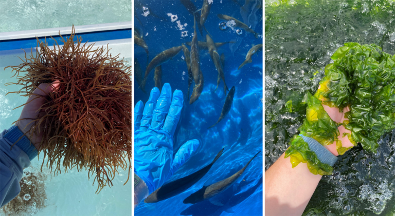 Article image for Research evaluates macroalgae types for integrated multi-trophic aquaculture systems