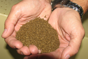 Nitrogen isotopes help researchers verify fishmeal sources for aquafeeds
