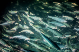 Catch & Culture Review: Bioenergetic aquaculture models for food systems analysis