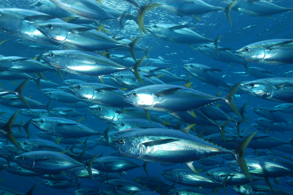 Article image for Catch & Culture Review: Bioeconomic modeling for tuna fisheries and bespoke fisheries management