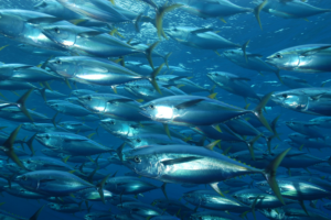 Catch & Culture Review: Bioeconomic modeling for tuna fisheries and bespoke fisheries management