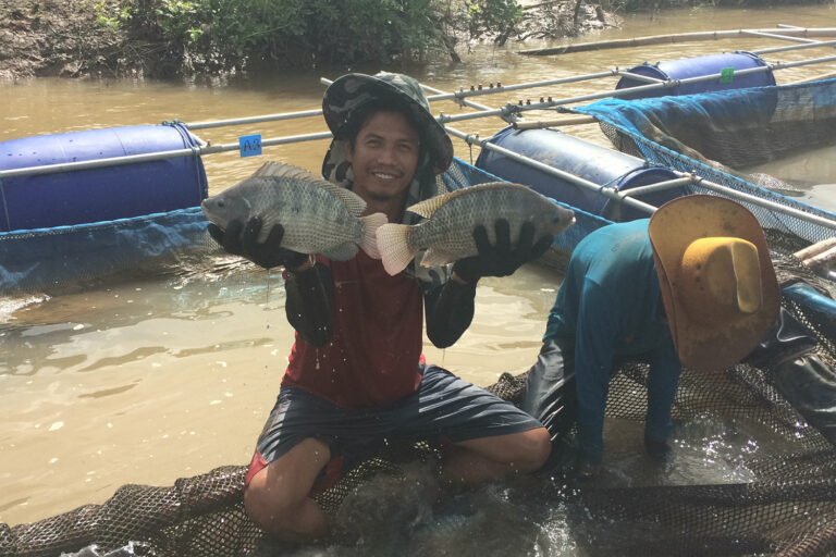 Article image for A medida que aumentan las inquietudes sobre la reversión sexual, el cultivo de ambos sexos de tilapia es objeto de una nueva evaluación