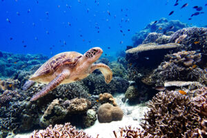 The world is expanding marine protected areas. Will sewage pollution undermine them?