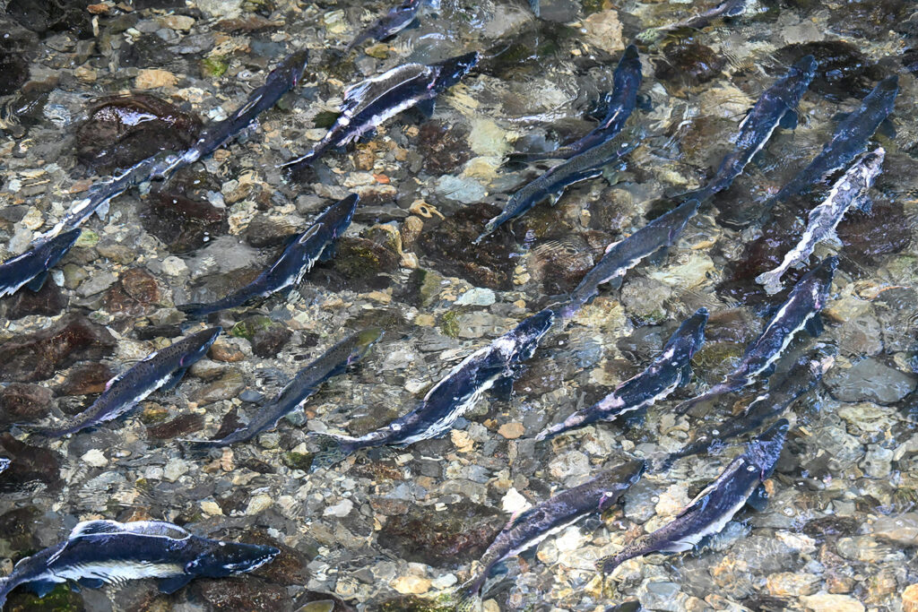 Article image for Salmon-counting could be a breeze as environmental DNA technology advances