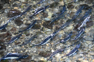 Salmon-counting could be a breeze as environmental DNA technology advances