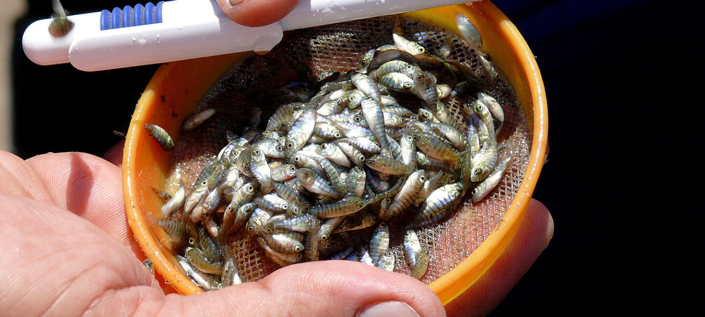 tilapia farming