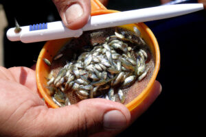 As concerns over sex reversal grow, mixed-sex tilapia farming gets a second look