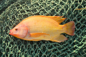 The Caribbean looks to aquaculture to secure a viable food future