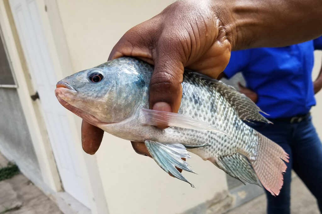 Article image for The Caribbean looks to aquaculture to secure a viable food future