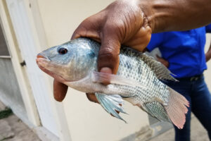 The Caribbean looks to aquaculture to secure a viable food future