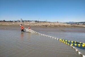 Juvenile Chinook salmon in Fraser River are swimming in a ‘chemical cocktail,’ study warns