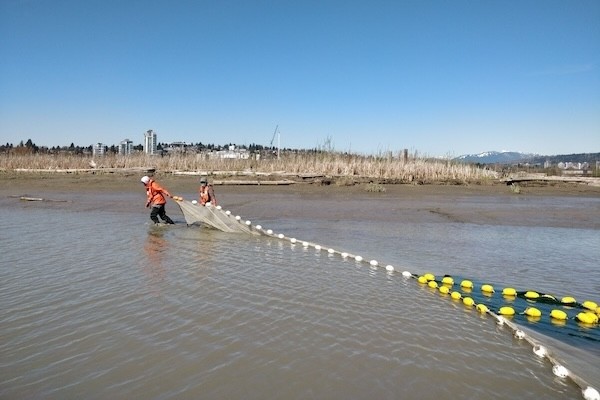 chinook salmon