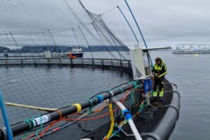 Why do stressed salmon make clicking sounds? Researchers still aren’t sure