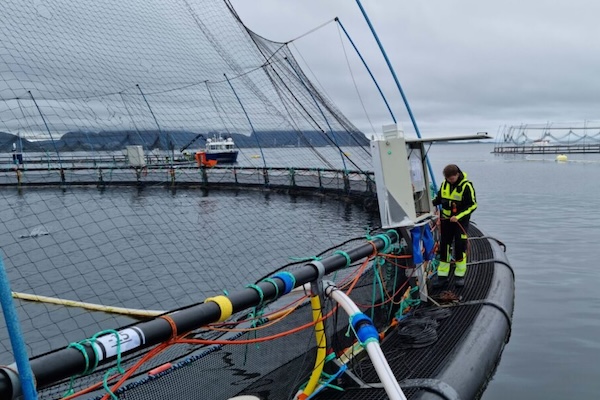 farmed salmon
