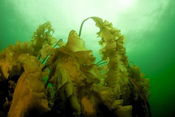 Article image for Ocean warming is accelerating the loss of Maine’s kelp forests, study finds