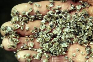 Feed and hatchery technologies seek to scale oyster reef restoration in Europe