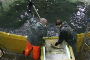 Freshwater Institute: Membrane bioreactors cut RAS water use