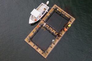 NOAA launches national aquaculture initiative to strengthen U.S. seafood production