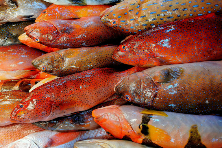 Article image for Catch & Culture Review: Advances in point-of-care testing for seafood freshness, safety and quality