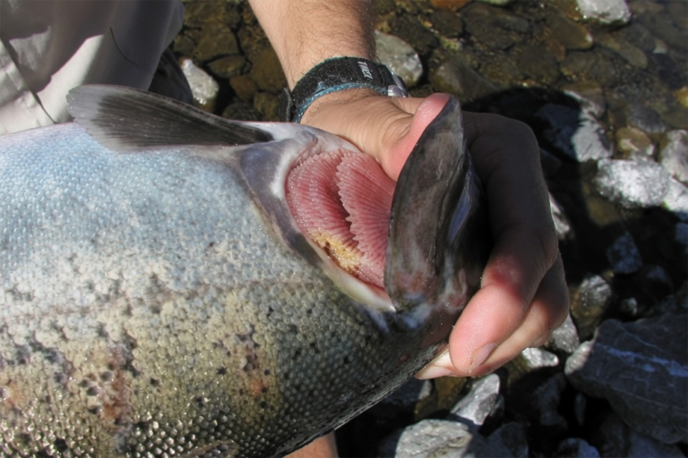 Article image for How a deadly fish pathogen survives long periods without food: New insights into aquaculture management of Columnaris disease