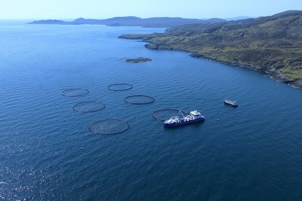 Article image for First salmon stocked at high-energy offshore aquaculture site in Scotland’s Western Isles