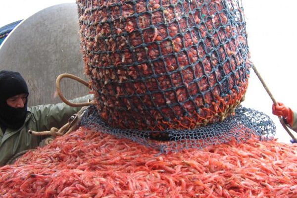 Article image for Canada reopens northern shrimp fishery after more than a decade