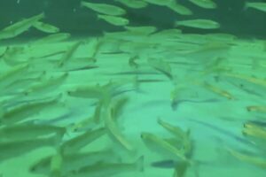 Japan tests world’s first closed-cycle recirculating aquaculture system for chum salmon