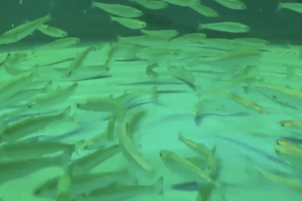 recirculating aquaculture system
