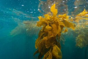 Study finds giant kelp may hold clues for future carbon capture technologies