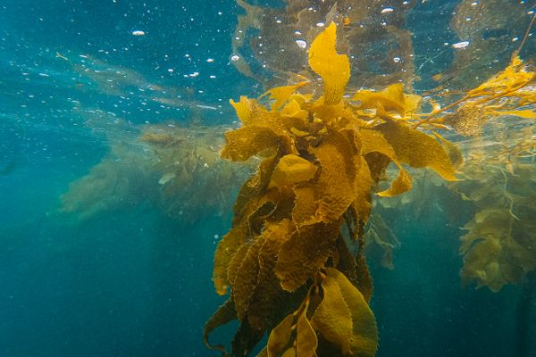 Article image for Study finds giant kelp may hold clues for future carbon capture technologies